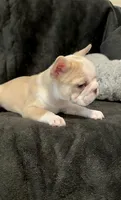 Rojo panda-husky koi bigrope pink male, a male French Bulldog for sale in Spokane, WA – Photo 1 of 7