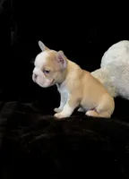 Rojo panda-husky koi bigrope pink male, a male French Bulldog for sale in Spokane, WA – Photo 6 of 7