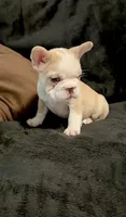 Rojo panda-husky koi bigrope pink male, a male French Bulldog for sale in Spokane, WA – Photo 3 of 7