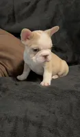 Rojo panda-husky koi bigrope pink male, a male French Bulldog for sale in Spokane, WA – Photo 5 of 7
