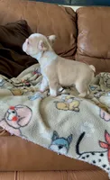 Rojo panda-husky koi bigrope pink male, a male French Bulldog for sale in Spokane, WA – Photo 7 of 7