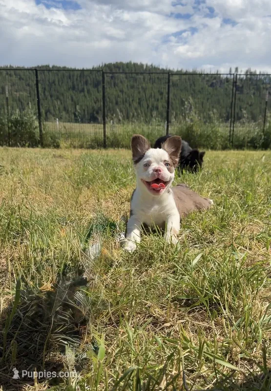 Rojo panda – French Bulldog puppy for sale in Spokane, WA
