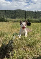 Rojo panda, a male French Bulldog for sale in Spokane, WA – 1 of 3