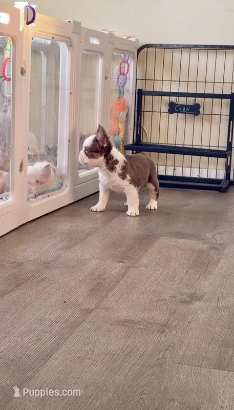 Rojo Tan Panda Boy Blue Eyes – French Bulldog puppy for sale in Spokane, WA