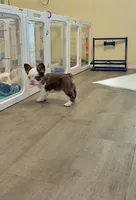 Rojo Tan Panda Boy Blue Eyes, a male French Bulldog for sale in Spokane, WA – 4 of 4