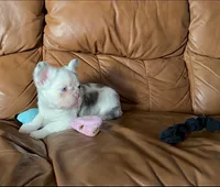 Fluffy merle koi boy, a female French Bulldog for sale in Spokane, WA – 5 of 5