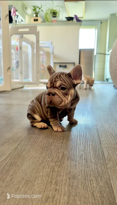 Rojo tan velvet bigrope pink boy, a male French Bulldog for sale in Spokane, WA – Photo 1 of 6