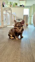 Rojo tan velvet bigrope pink boy, a male French Bulldog for sale in Spokane, WA – Photo 1 of 6