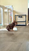 Rojo tan velvet bigrope pink boy, a male French Bulldog for sale in Spokane, WA – Photo 3 of 6