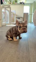 Rojo tan velvet bigrope pink boy, a male French Bulldog for sale in Spokane, WA – Photo 4 of 6