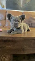 Blue Fawn Dusty, a female French Bulldog for sale in Spokane, WA – 3 of 4
