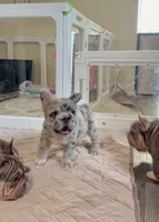Blue fluffy bigrope, a female French Bulldog for sale in Spokane, WA – 3 of 5