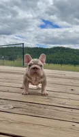 Isabella Tan with pink, fluffy, a male French Bulldog for sale in Spokane, WA – 2 of 9