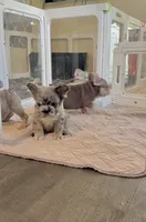Blue fluffy bigrope, a female French Bulldog for sale in Spokane, WA – 4 of 5
