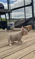 Isabella Tan with pink, fluffy, a male French Bulldog for sale in Spokane, WA – 1 of 9