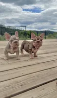 Velvet Bigrope pink n fluffy, a male French Bulldog for sale in Spokane, WA – 4 of 10