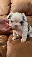 Fluffy Koi Female, a female French Bulldog for sale in Spokane, WA – 5 of 8