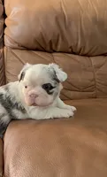 Fluffy Koi Female, a female French Bulldog for sale in Spokane, WA – 8 of 8
