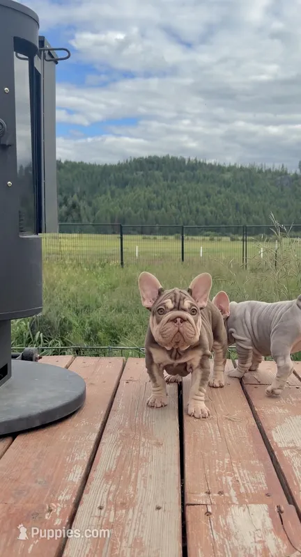 Rojo Tan with pink fluffy – French Bulldog puppy for sale in Spokane, WA