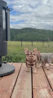 Rojo Tan with pink fluffy, a female French Bulldog for sale in Spokane, WA – 1 of 6