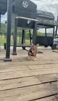 Rojo Tan with pink fluffy, a female French Bulldog for sale in Spokane, WA – 4 of 6
