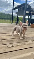 Isabella Tan with pink, fluffy, a male French Bulldog for sale in Spokane, WA – 4 of 9