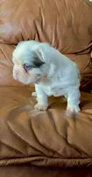 Fluffy koi merle , a male French Bulldog for sale in Spokane, WA – 6 of 6