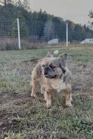 Fancy retired adult, a female French Bulldog for sale in Spokane, WA – 3 of 5