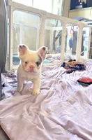 Lilac Koi Boy, a male French Bulldog for sale in Spokane, WA – 2 of 4