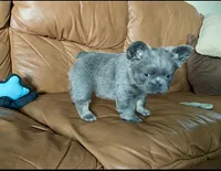 Blue Fluffy, a female French Bulldog for sale in Spokane, WA – 3 of 4