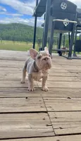Velvet bigrope exotic, a female French Bulldog for sale in Spokane, WA – 5 of 6