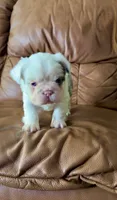 Fluffy koi merle , a male French Bulldog for sale in Spokane, WA – 3 of 6