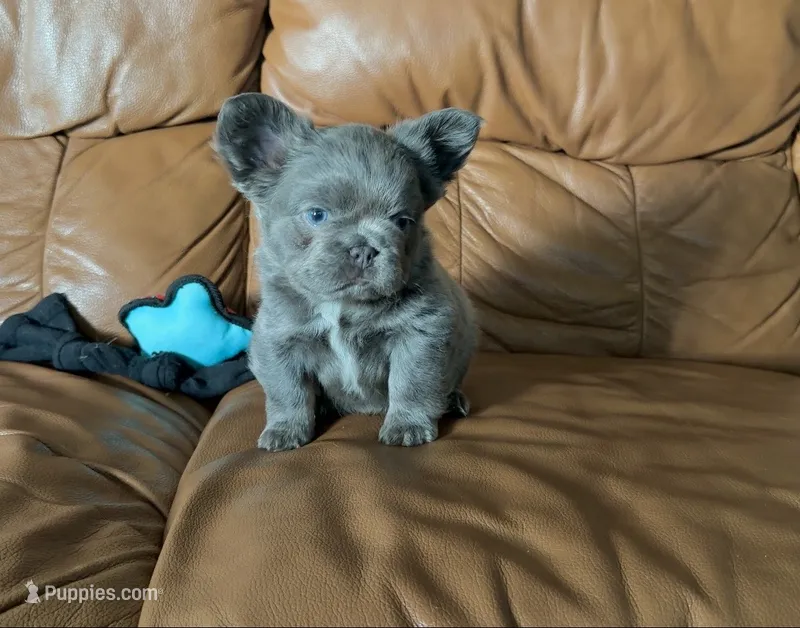 Blue Fluffy – French Bulldog puppy for sale in Spokane, WA