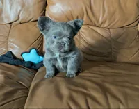 Blue Fluffy, a female French Bulldog for sale in Spokane, WA – 1 of 4