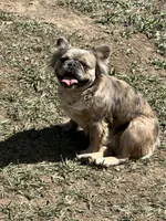 Fancy retired adult, a female French Bulldog for sale in Spokane, WA – 5 of 5