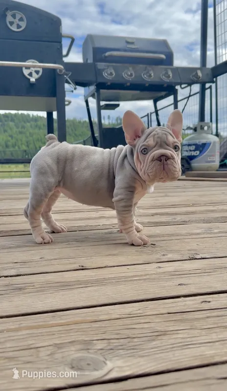 Velvet bigrope exotic – French Bulldog puppy for sale in Spokane, WA