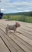 Velvet bigrope exotic, a female French Bulldog for sale in Spokane, WA – 6 of 6