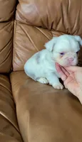 Fluffy koi merle , a male French Bulldog for sale in Spokane, WA – 4 of 6