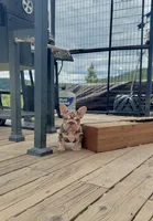 Velvet Bigrope pink n fluffy, a male French Bulldog for sale in Spokane, WA – 7 of 10