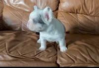 Fluffy merle koi boy, a female French Bulldog for sale in Spokane, WA – 3 of 5