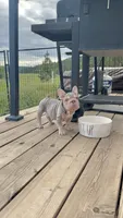 Velvet bigrope exotic, a female French Bulldog for sale in Spokane, WA – 3 of 6