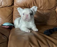 Lilac Koi Boy, a male French Bulldog for sale in Spokane, WA – 3 of 4