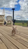 Isabella Tan with pink, fluffy, a male French Bulldog for sale in Spokane, WA – 8 of 9