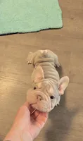 Velvet bigrope exotic, a female French Bulldog for sale in Spokane, WA – 2 of 6
