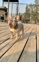 Moxie, a female French Bulldog for sale in Spokane, WA – 4 of 4
