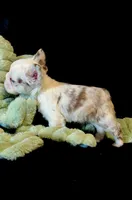 Rojo Koi Big Rope Girl, a female French Bulldog for sale in Spokane, WA – Photo 5 of 6