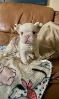 Rojo Koi Big Rope Girl, a female French Bulldog for sale in Spokane, WA – Photo 6 of 6