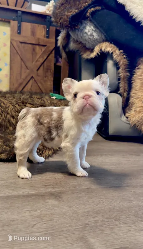 Rojo Koi Big Rope Girl – French Bulldog puppy for sale in Spokane, WA