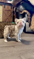 Rojo Koi Big Rope Girl, a female French Bulldog for sale in Spokane, WA – Photo 1 of 6