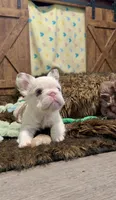 Rojo Koi Big Rope Girl, a female French Bulldog for sale in Spokane, WA – Photo 4 of 6